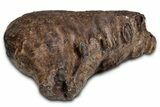 Fantastic, Fossil Woolly Mammoth Upper M Molar - Poland #337197-3